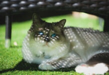 We’re on the quest to find Birmingham’s favourite pet picture!